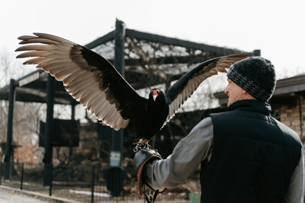 Chuck the turkey vulture stands on a glove, wings extended.