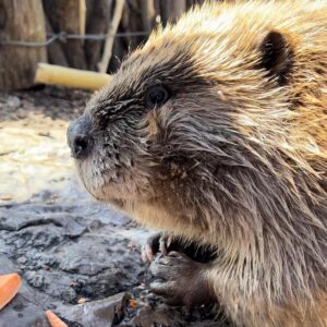 Beaver holding onto small carrot slices with front paws.