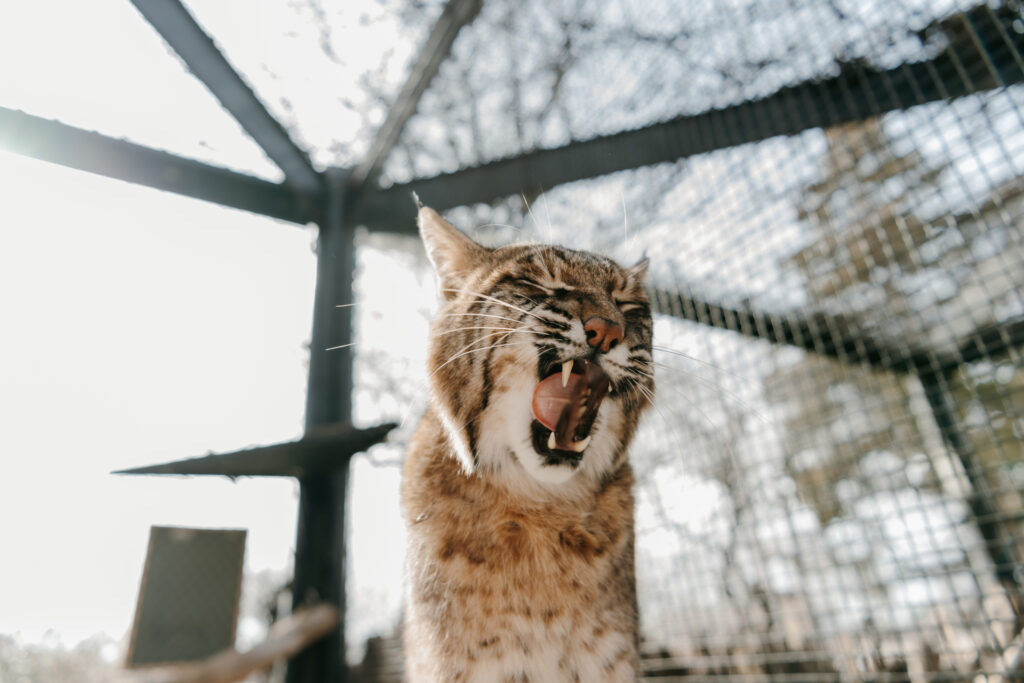 Bobcat yawning and licking lips, teeth visible.