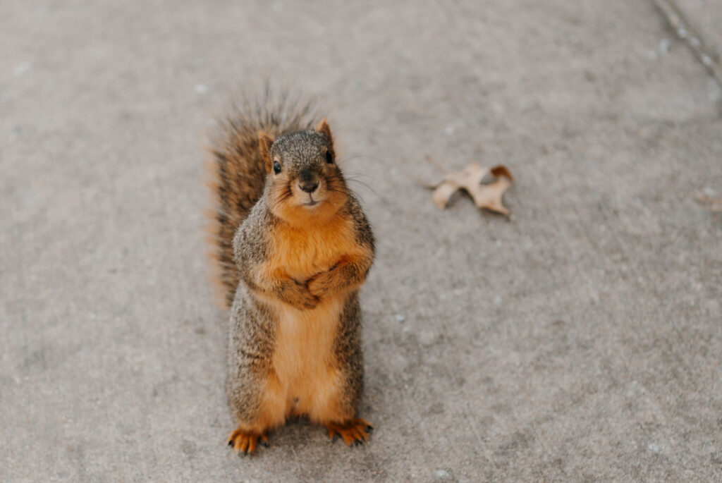 Squirrel on sidewalk staring into camera, begging.